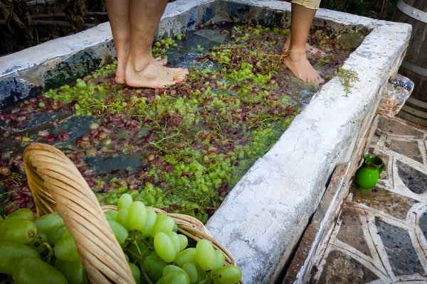The feet of two persons pressing grapes in a basin at the Cretan Olive Oil Farm, Agios Nikolaos.