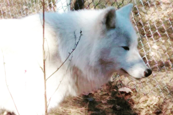 A white wolf in the Arcturos Wolf Sanctuary in Agrapidies of Nymfaio.