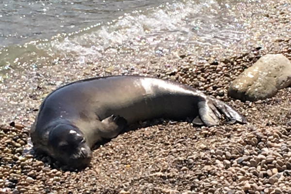 The Mediterranean monk seal (Monachus Monachus) lying on a pebble beach.