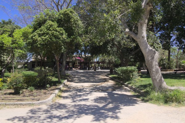 A park path with trees on both sides and trees branches above at the Municipal Garden of Chania.