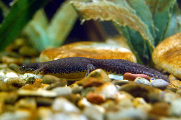 A picture of an Alpine Triton, a freshwater amphibian of the Aquarium of Kastoria.