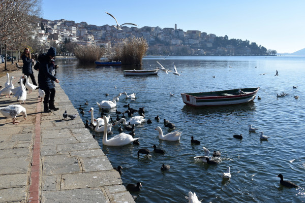 People feeding swans, ducks, and other birds by the shore of Kastoria lake.