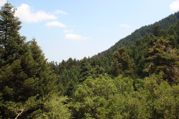 A picture showing the dense vegetation of the Mount Ainos National Park on Kefalonia island.