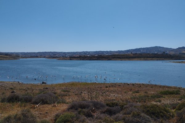 The Marathi lake and a swarm of birds that fly in its shore.