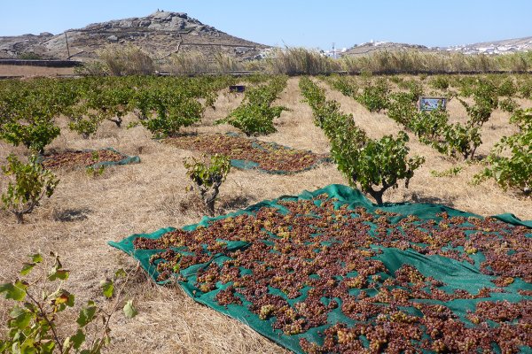 Lines of vines and a carpet with herbs drying under the sun at Mykonos Vioma Organic Farm, Ano Mera.