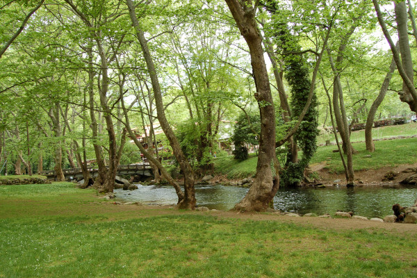 High platanus and other trees by the banks of Arapitsa in a green landscape.