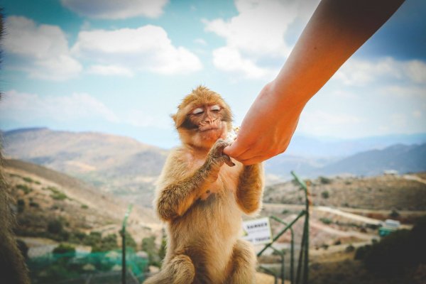 A human hand offers food to a monkey with Crete's mountains in the background.