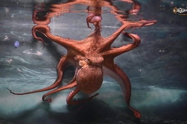 An orange octopus with its tentacles reaching the water's surface from below, at Corfu Aquarium.