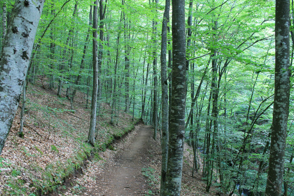 A narrow forest path among the lush vegetation and green high trees.