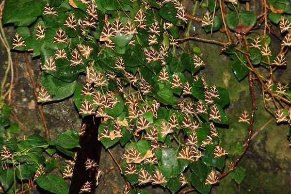 Numerous butterflies on the green leaves of a tree in the Butterflies Valley of Paros.