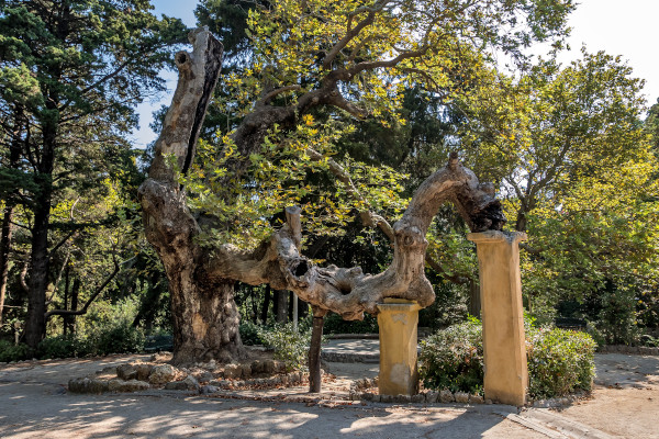 A centuries-old plane tree at Rodini park in the city of Rhodos.