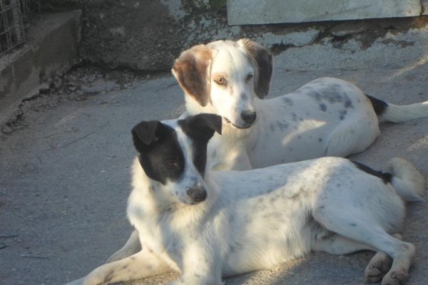 Two white dogs with splashes of black and brown laying on the ground at the Skiathos Dog Shelter.